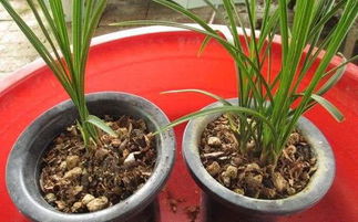 煮熟的花生殼可以直接養花嗎