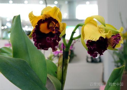 養花的心情短語(yǔ)