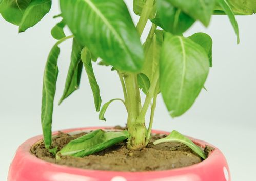 養花堿太大怎么辦