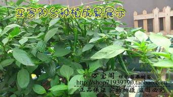 雞糞如何發(fā)酵養花