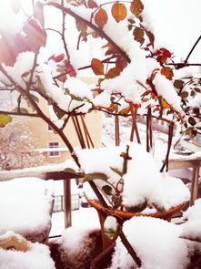 我最喜歡養花作文