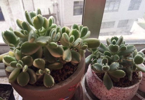 養花如何避免蟲(chóng)