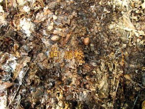 養蘑菇渣可以直接參土養花嗎