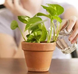 養花都用什么藥