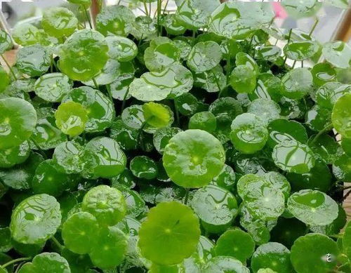 皮蛋殼能養花嗎