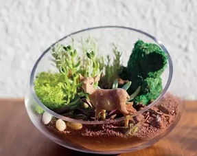 玻璃瓶養花盆景