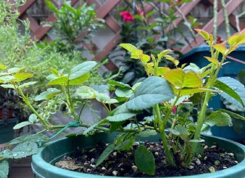 在家養花用什么菌藥