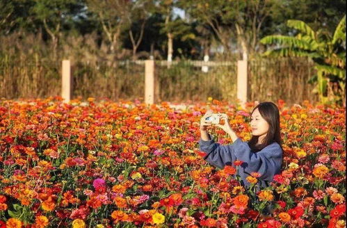 佛山哪里可以學(xué)養花