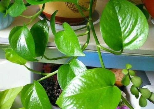 水養花肥的制作方法