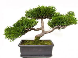 適合屬蛇的客廳養花