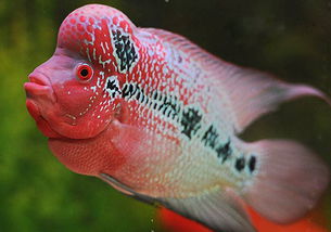 養花羅漢魚(yú)魚(yú)缸推薦