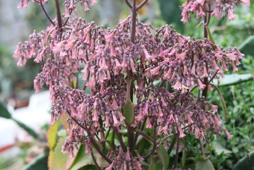用水養花里有蟲(chóng)好嗎