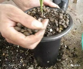 羊糞養花使用方法