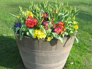 養花知識大全生根水