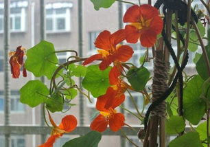 養花容易死跟命有關(guān)嗎6