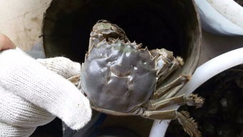 流水養花鰱每畝放多少