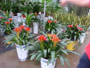 家養花卉樹(shù)及名稱(chēng)大全