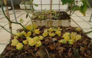 柏樹(shù)根部落葉可以養花嗎