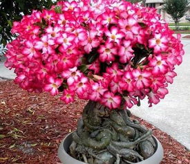 養花匠小齊沙漠玫瑰