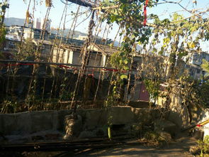 高層養花不接地氣