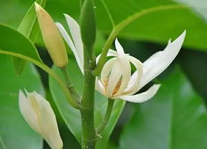 天狼養花經(jīng)驗