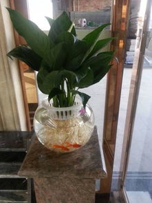 魚(yú)缸水養花方法
