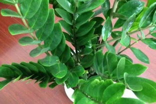 夏天南方陽(yáng)臺養花