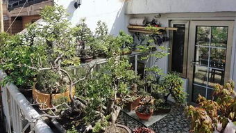 自來(lái)水滴水養花