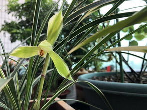 養花冬天能澆水嗎