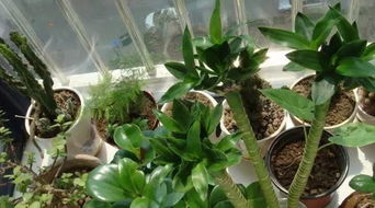 養花的表達方法