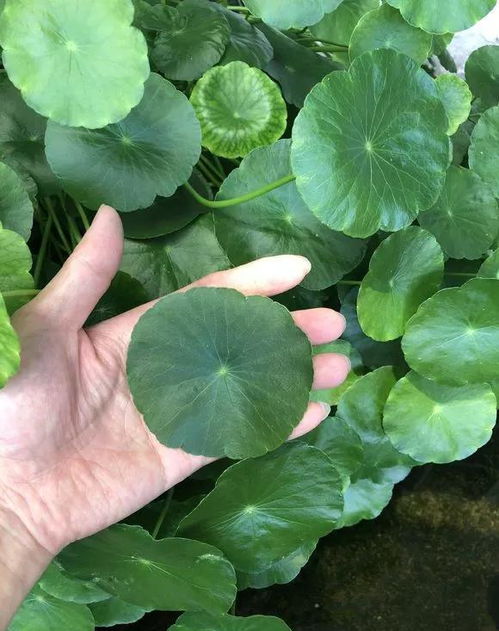 查看各種花草和養花