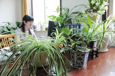 辦公室實(shí)用的水養花