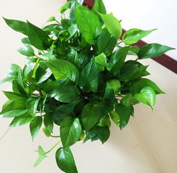 零基礎做養花場(chǎng)