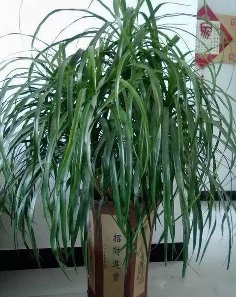 養花要澆維生素嗎