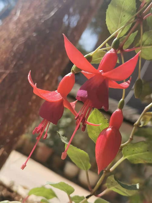 家里養花上什么肥料好