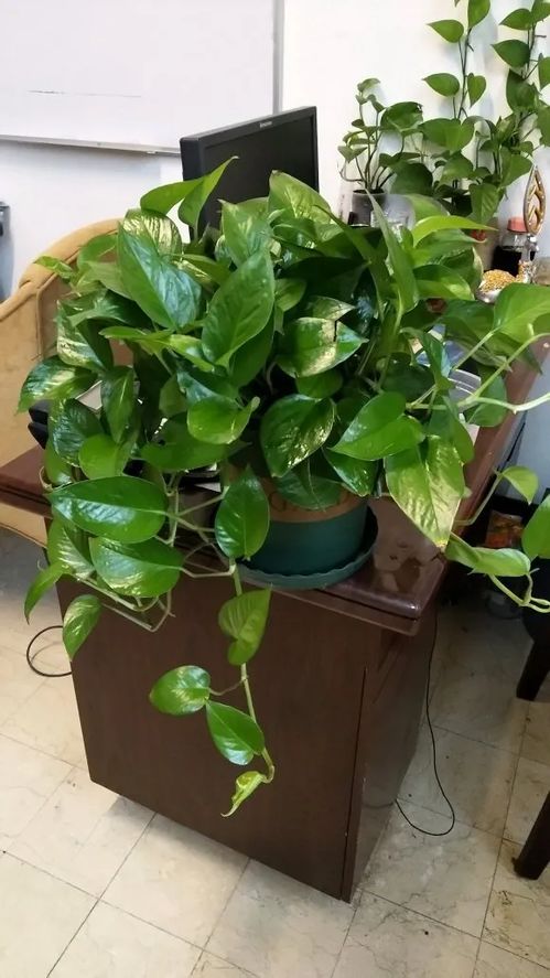 下水道里面抽起來(lái)的淤泥養花肥嗎