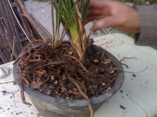 用松枝養花還爛根