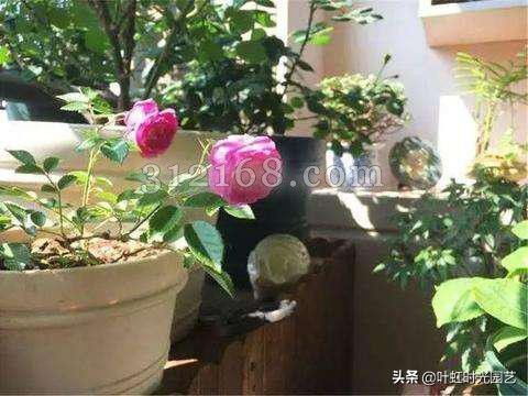 家養花常見(jiàn)病蟲(chóng)害及防治