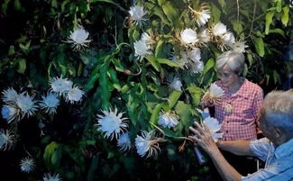 退休工人樓頂養花
