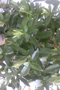 家養花木有哪些