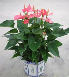 家養花卉調查活動(dòng)150字