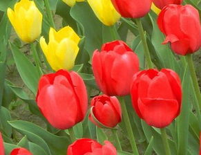 孕婦養花好不好