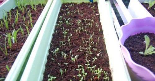 椰糠和什么混合能養花