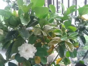 過(guò)期藥可以用來(lái)養花嗎