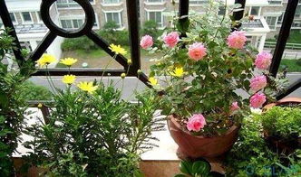 室內養花怎施肥