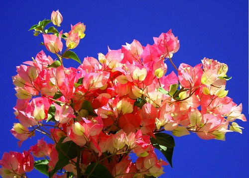 養花大全三角梅的修剪