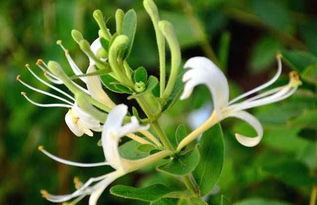 金銀花養花技巧