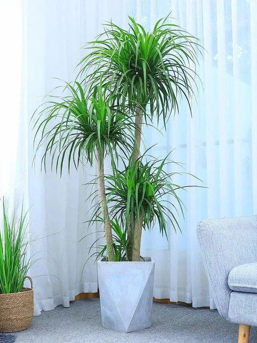 養花好處多修身養性豐富生活