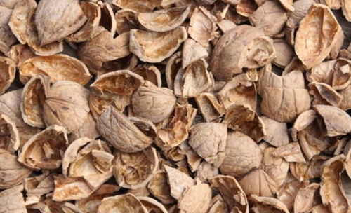 核桃皮如何養花