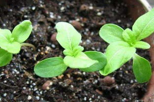 養花施雞糞行嗎